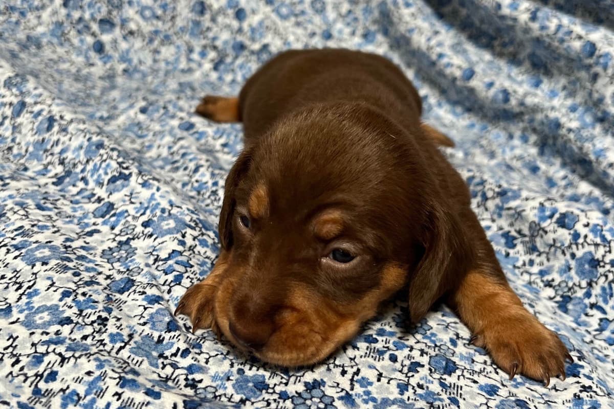 Dachshund Puppies breeder image 2