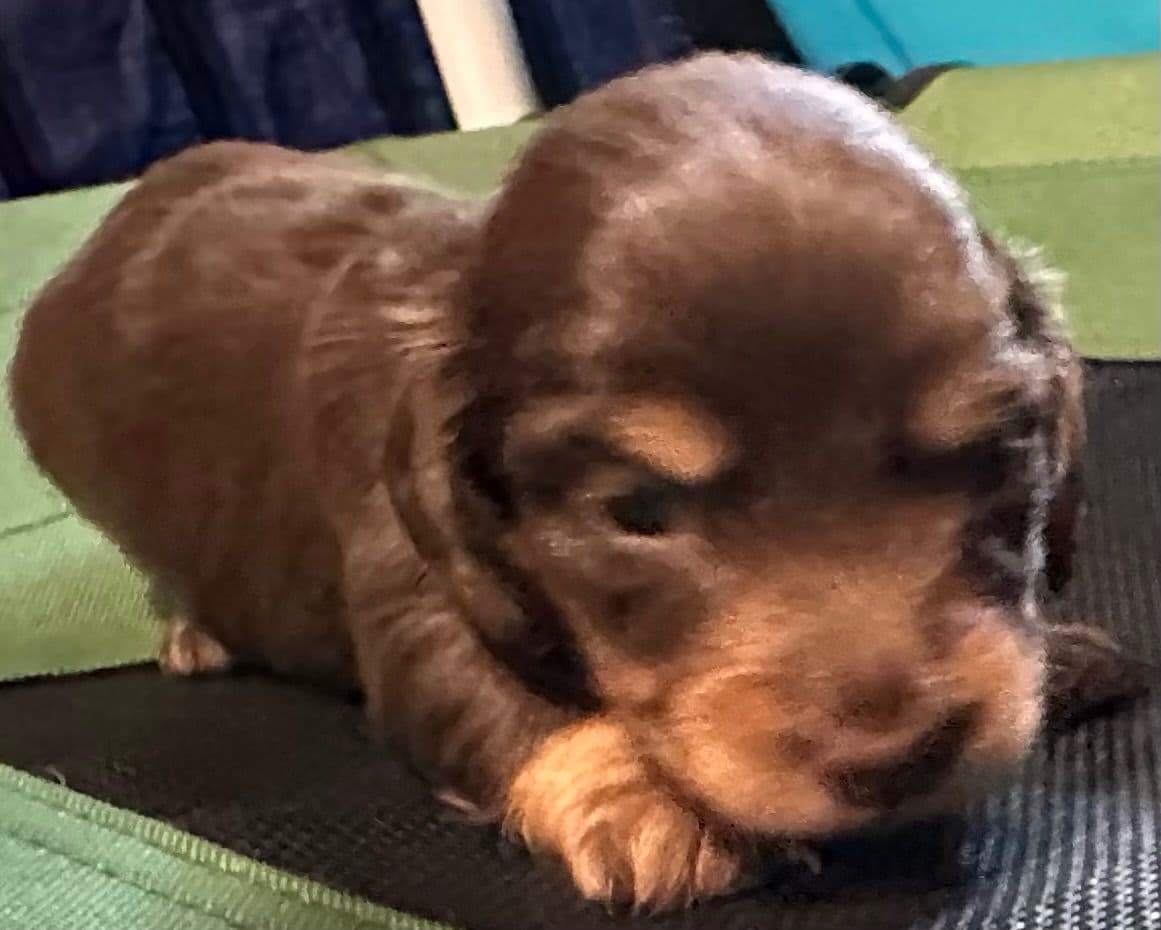 Dachshund Puppies breeder image 3