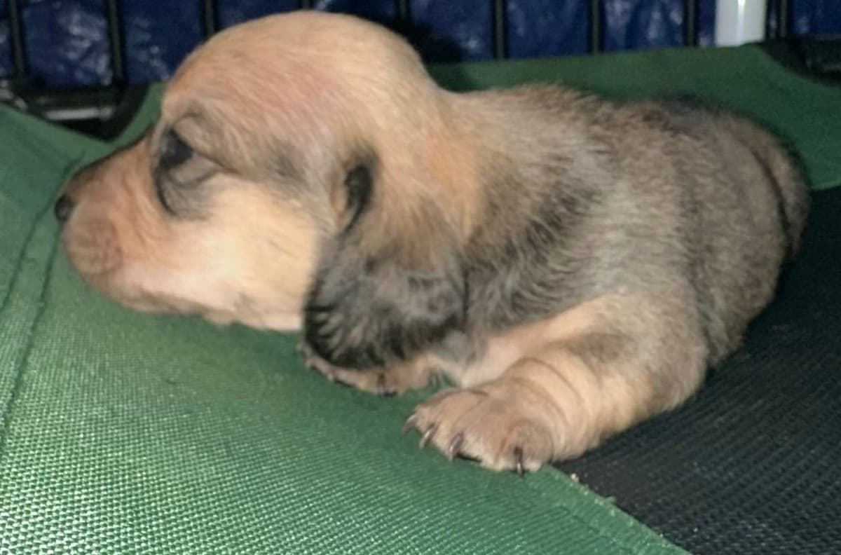 Dachshund Puppies breeder image 6