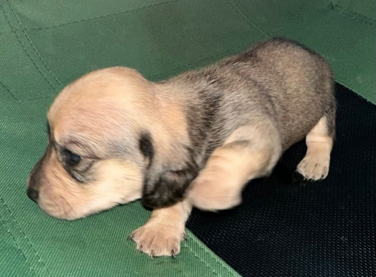 Dachshund Puppies breeder image 7