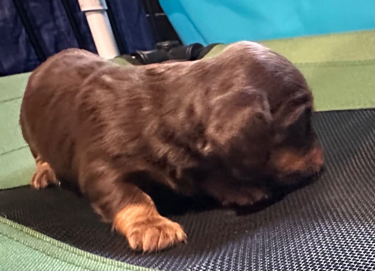 Dachshund Puppies breeder image 8