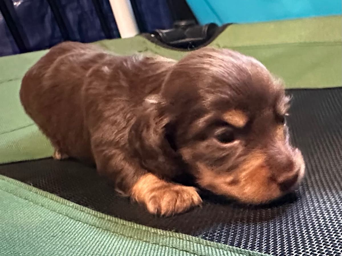 Dachshund Puppies breeder image 9