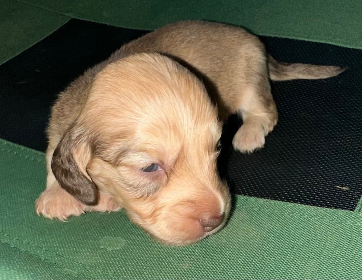 Dachshund Puppies breeder image 10