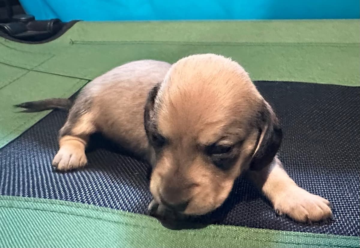 Dachshund Puppies breeder image 12