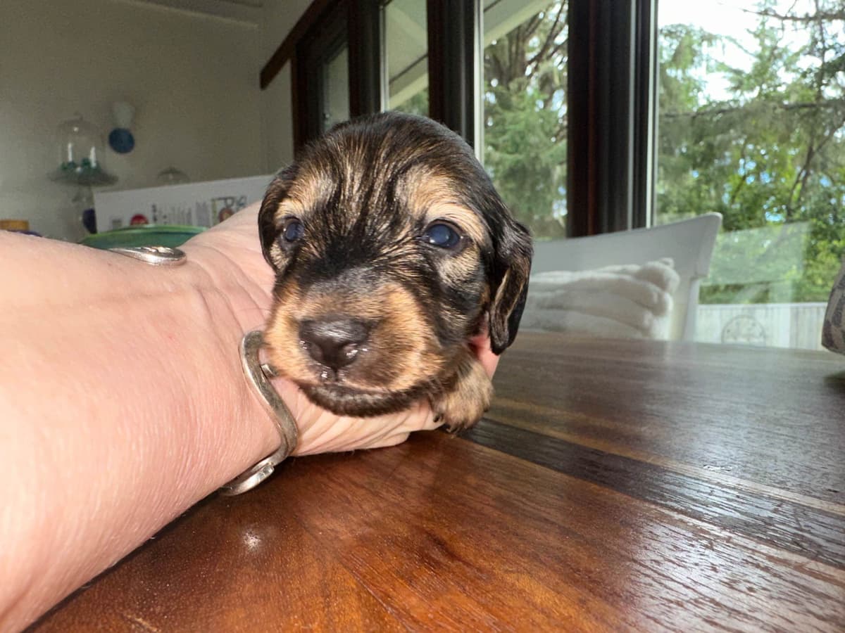 Dachshund Puppies breeder image 13