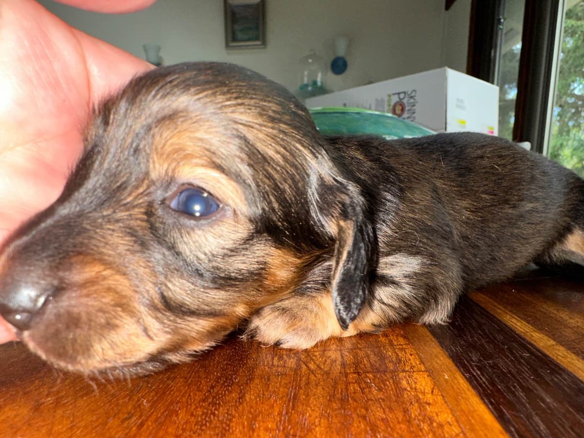 Dachshund Puppies breeder image 14