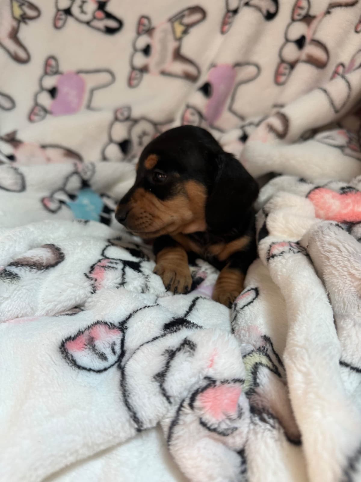 Dachshund Puppies breeder image 17