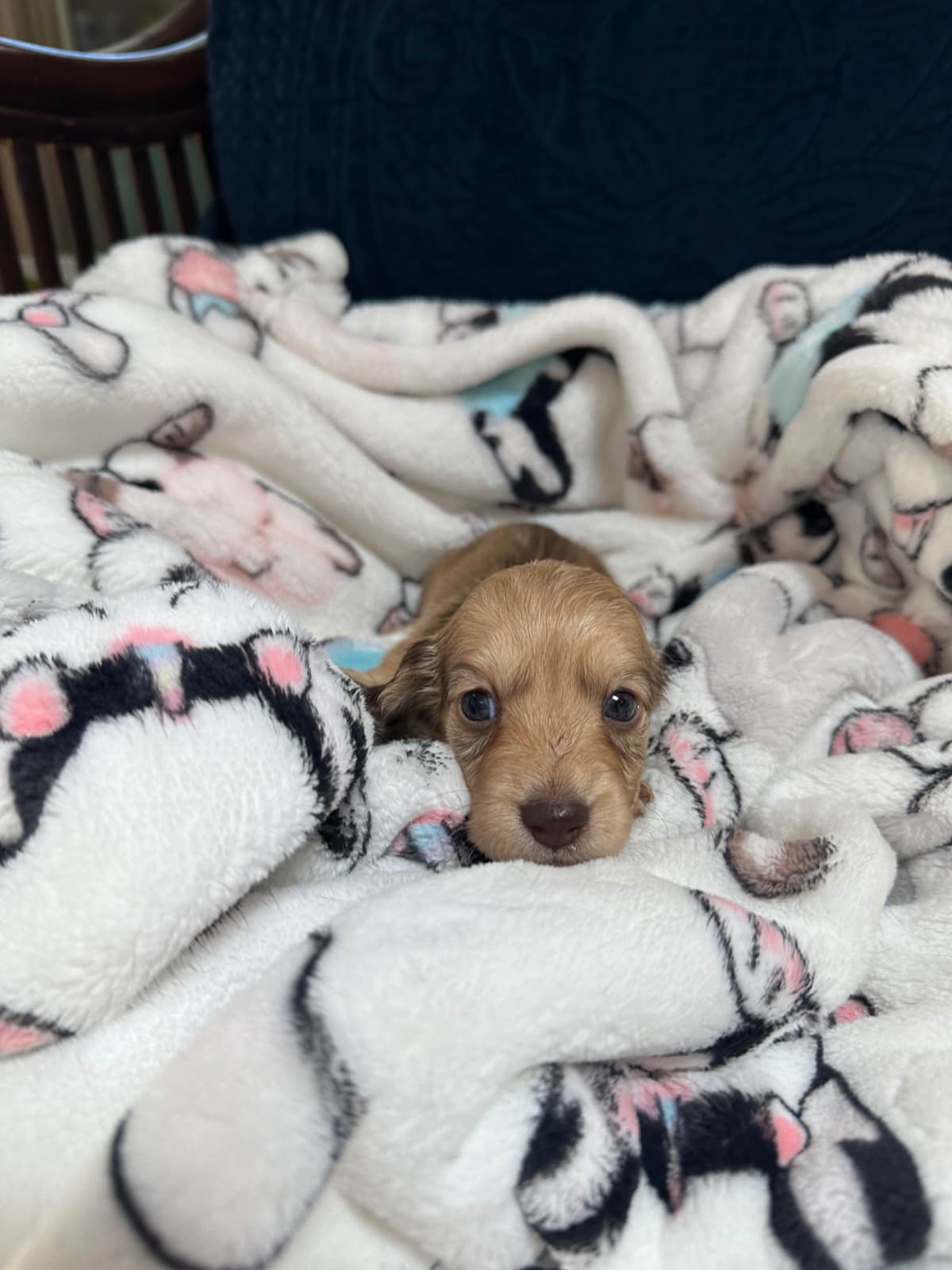 Dachshund Puppies breeder image 16