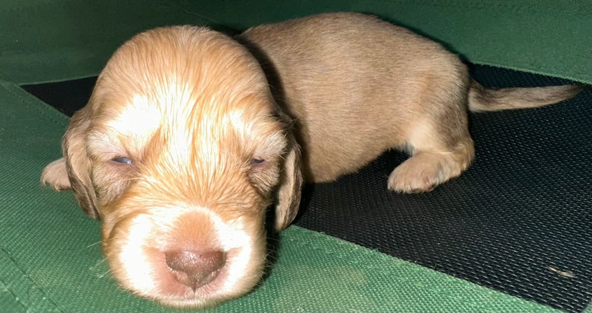Dachshund Puppies breeder image 15