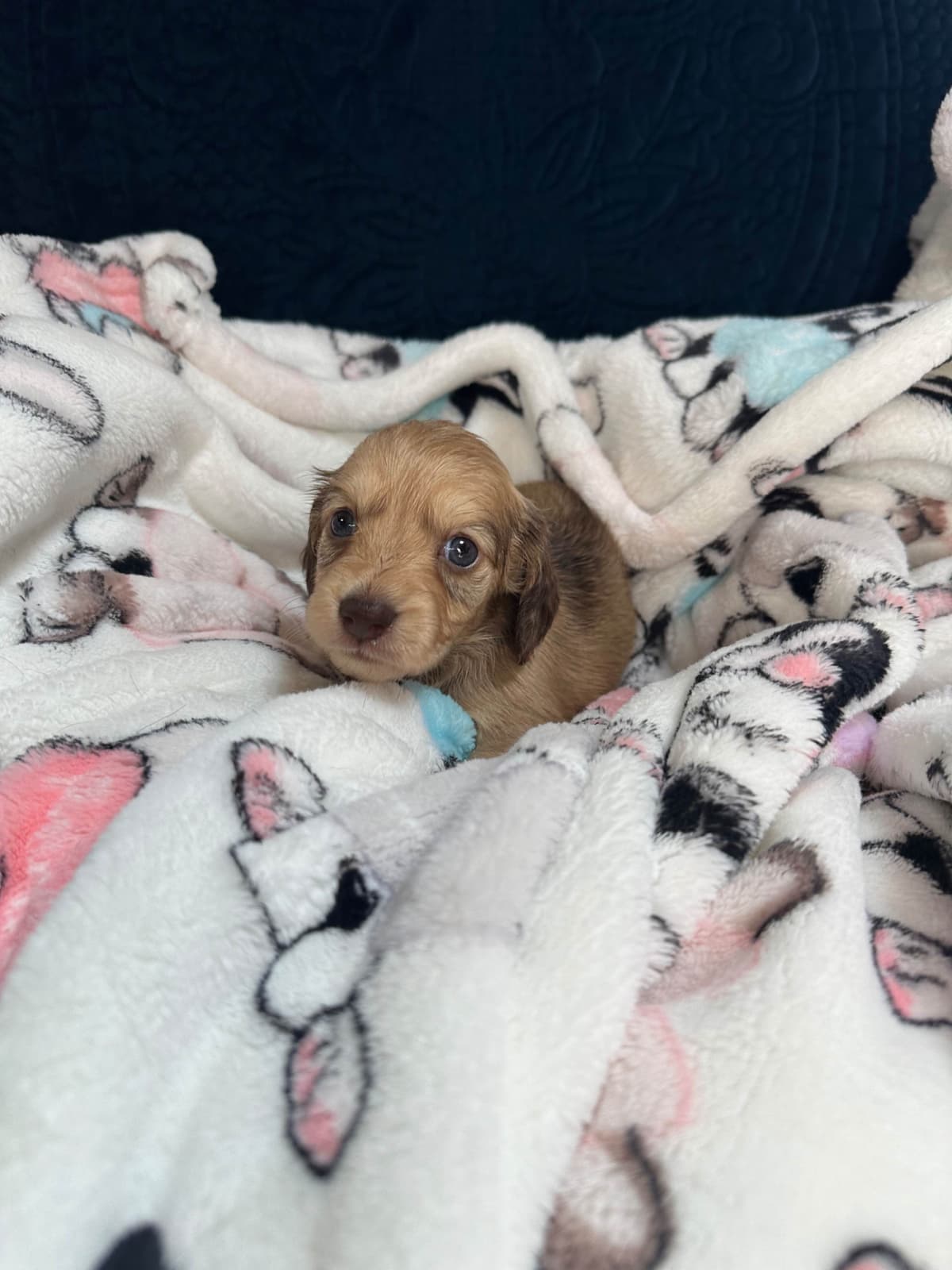 Dachshund Puppies breeder image 19