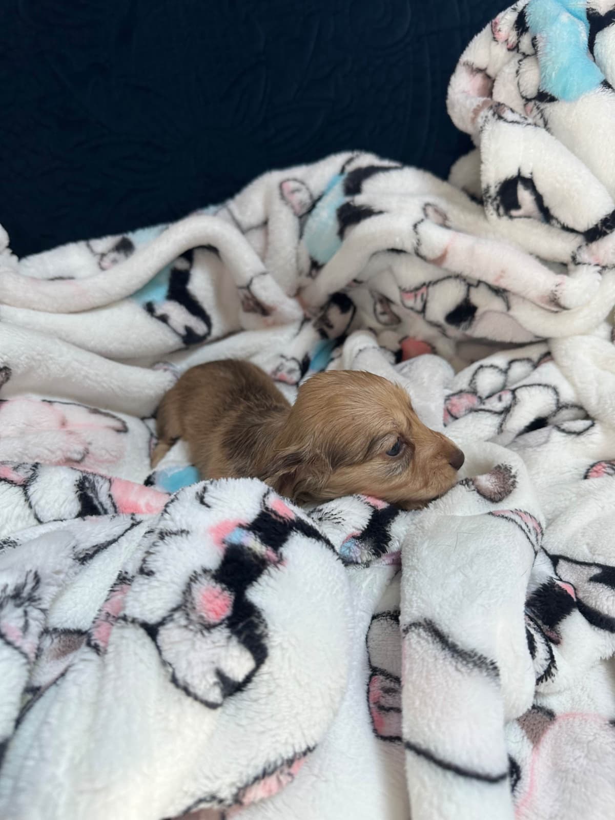 Dachshund Puppies breeder image 20