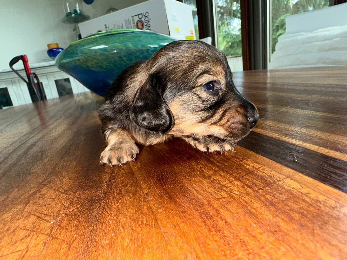 Dachshund Puppies breeder image 18