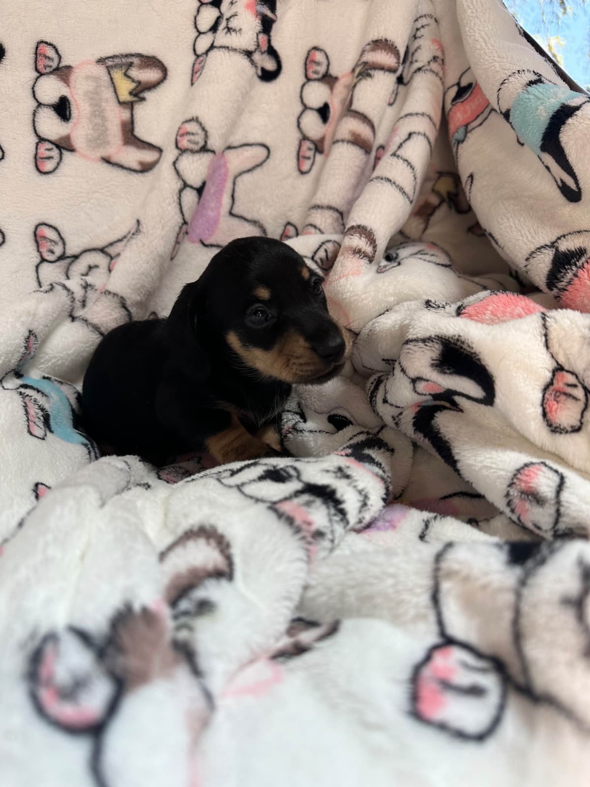 Dachshund Puppies breeder image 21