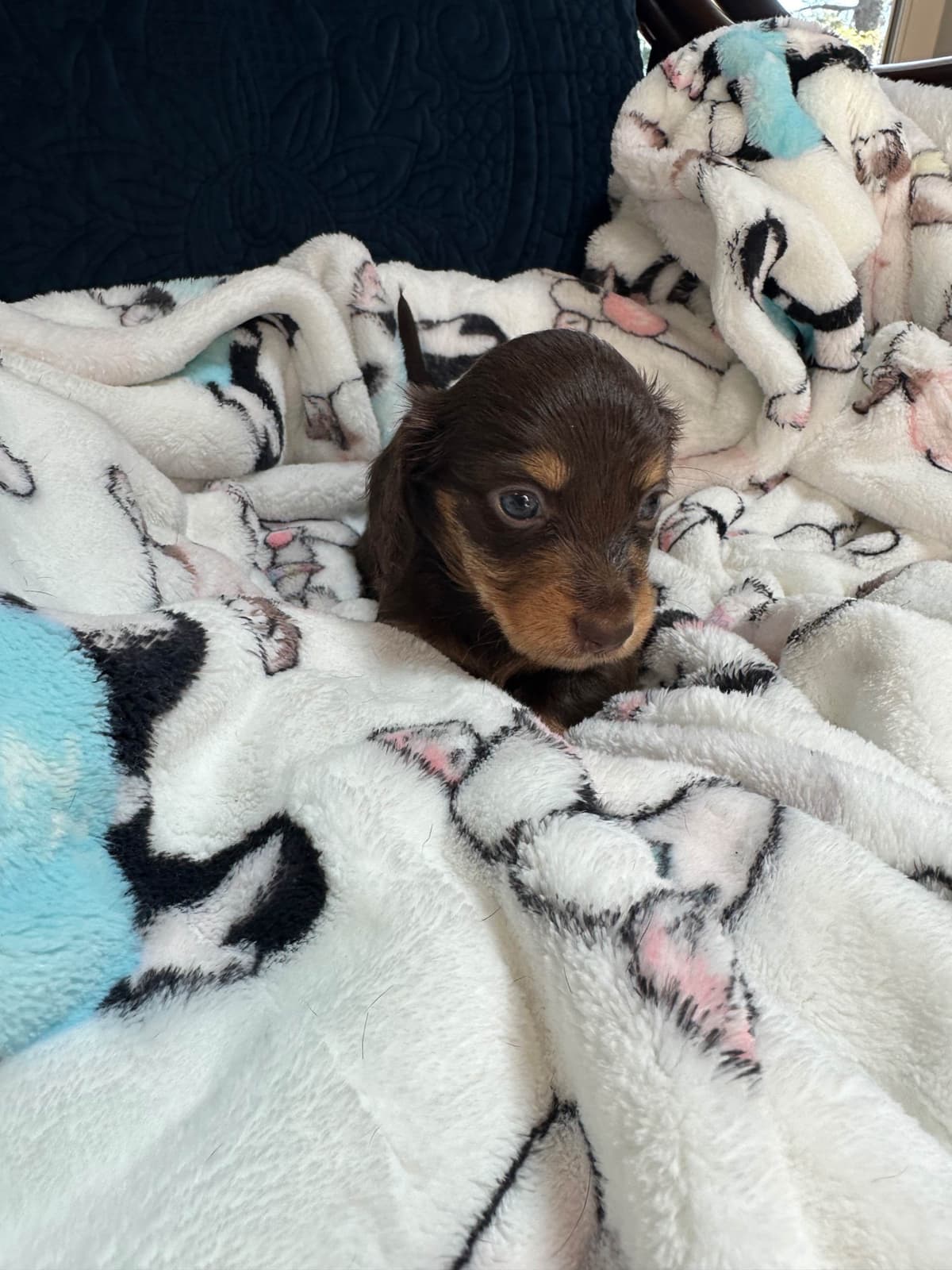 Dachshund Puppies breeder image 22