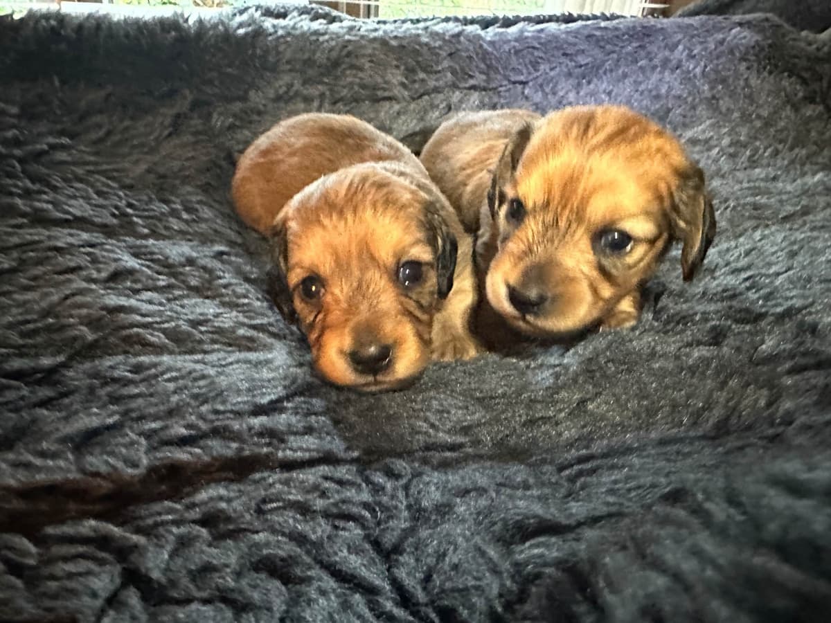 Dachshund Puppies breeder image 24