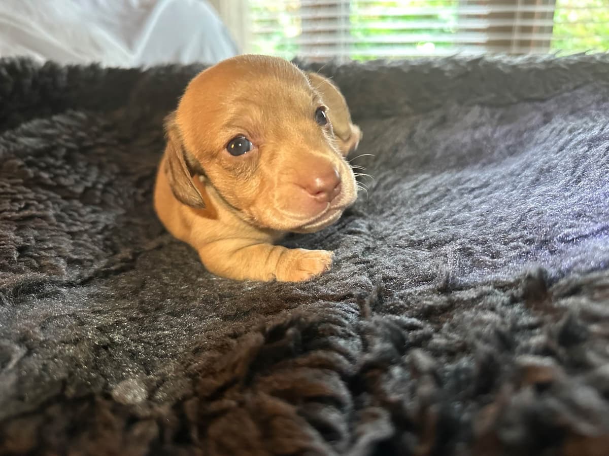 Dachshund Puppies breeder image 25