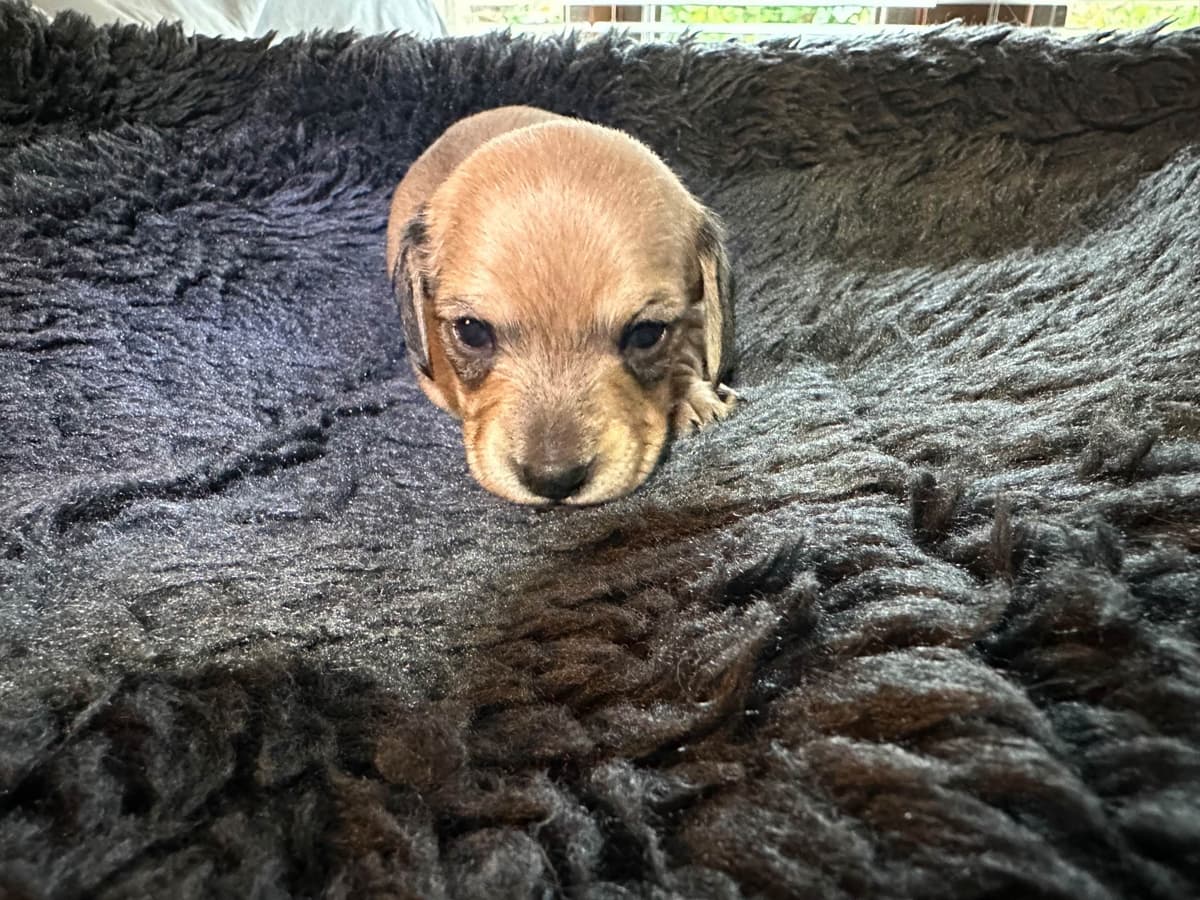 Dachshund Puppies breeder image 26