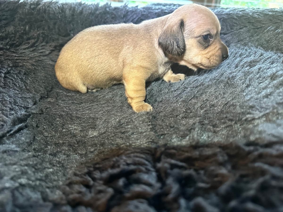 Dachshund Puppies breeder image 27