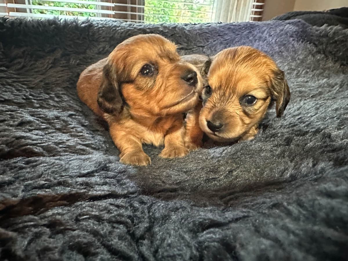 Dachshund Puppies breeder image 28