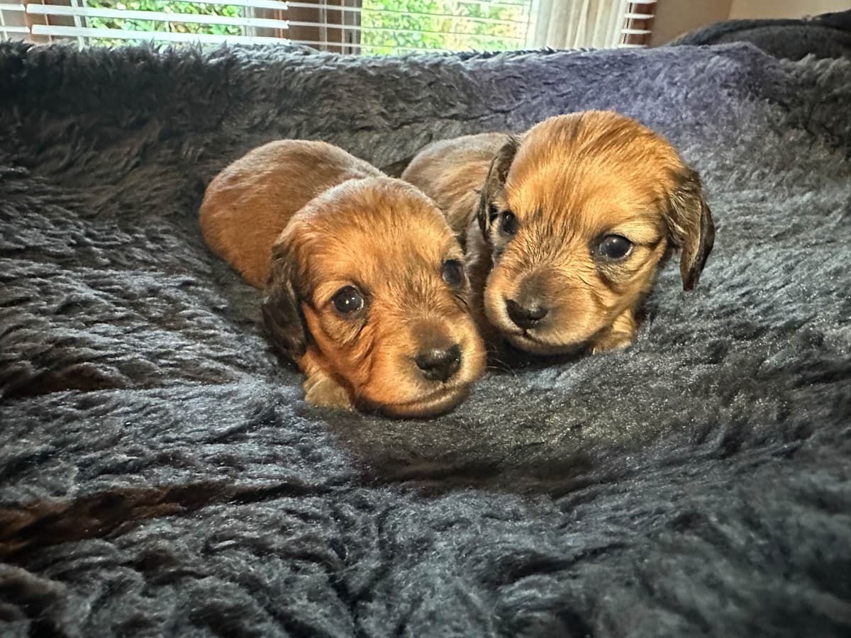 Dachshund Puppies breeder image 29