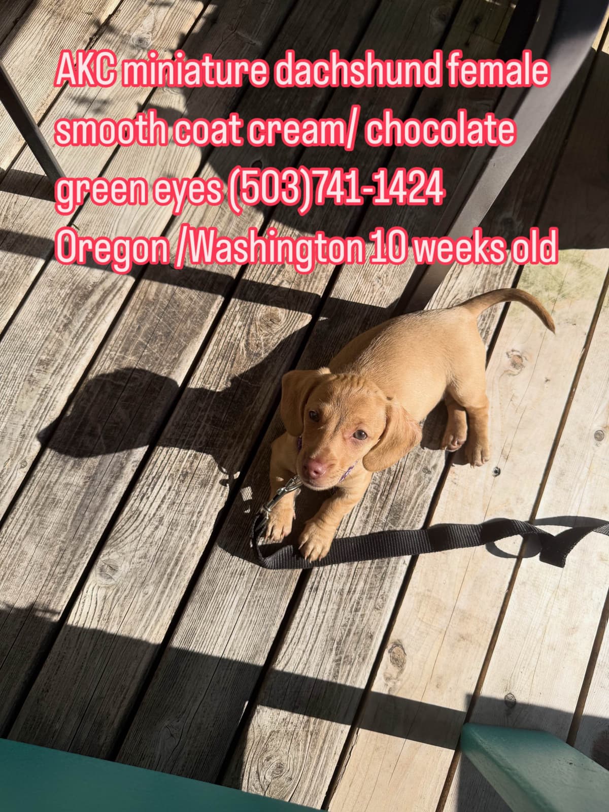 Dachshund Puppies breeder image 30
