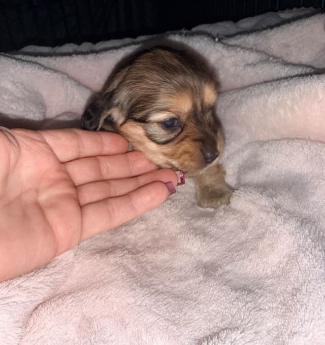 Dachshund Puppies media 2