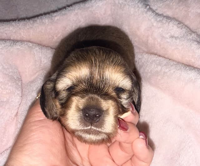 Dachshund Puppies media 3