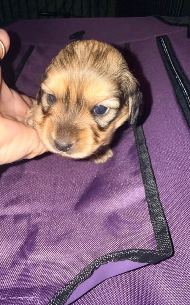 Dachshund Puppies media 4