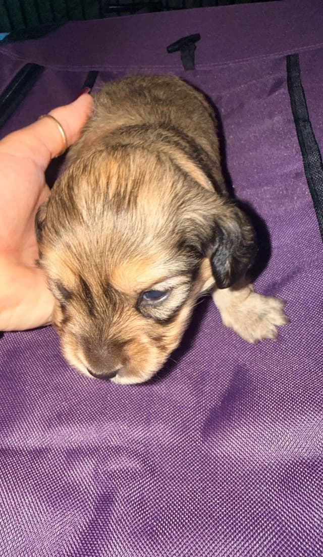 Dachshund Puppies media 5
