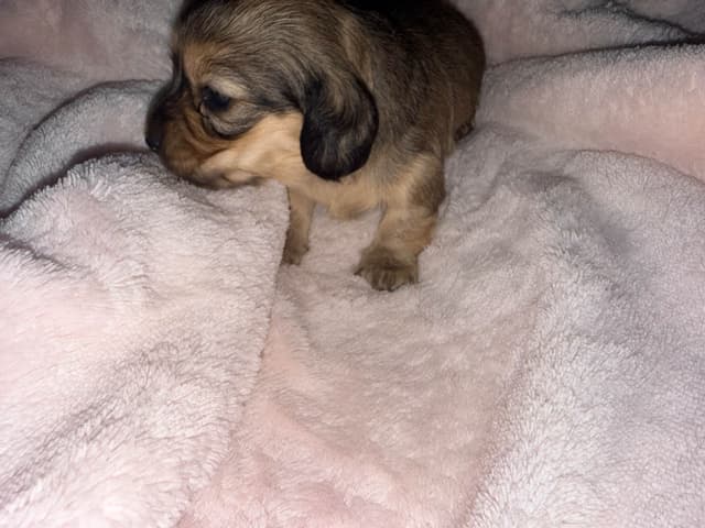 Dachshund Puppies media 6