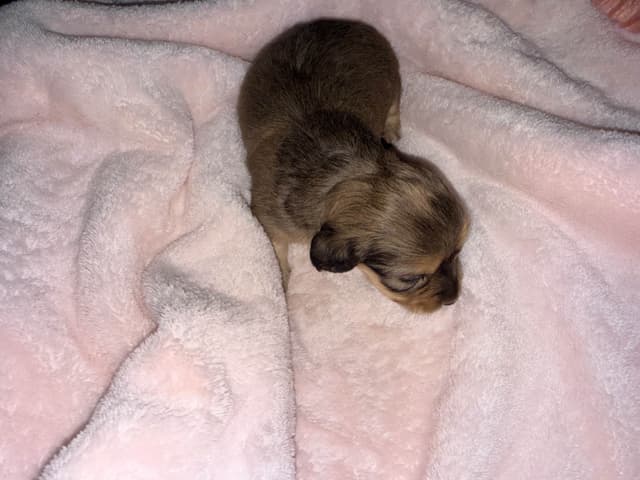 Dachshund Puppies media 8