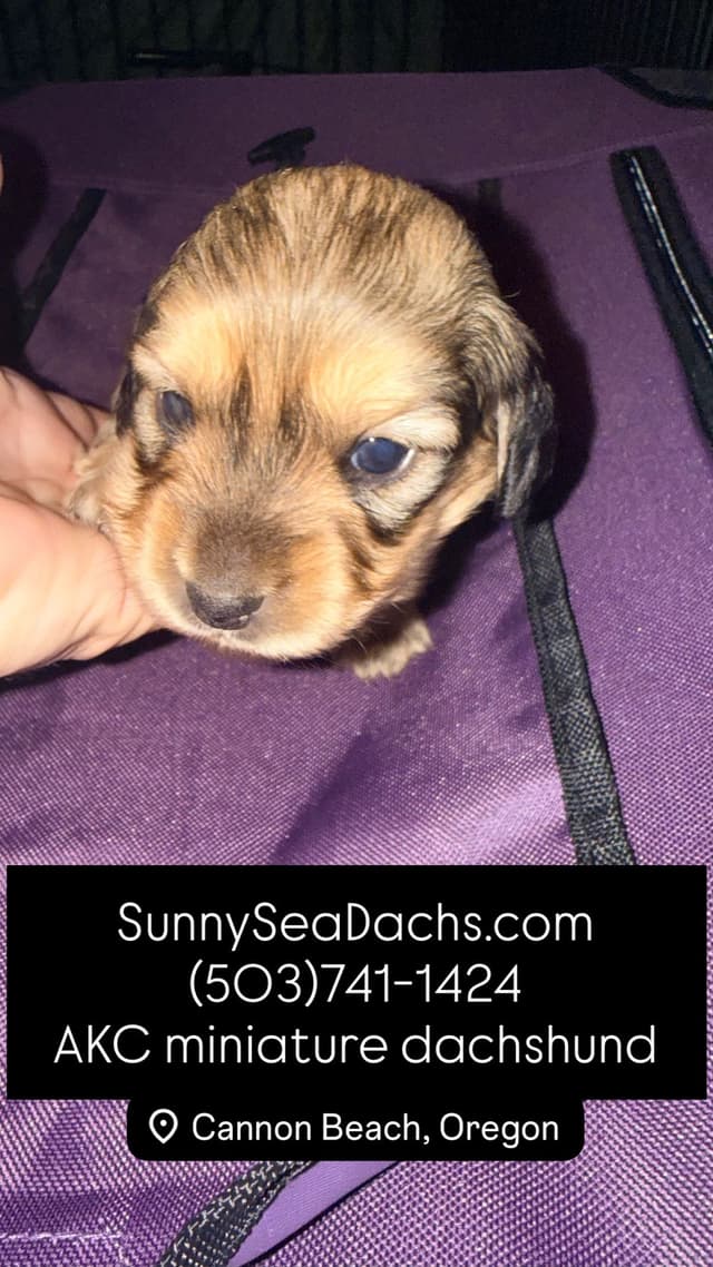 Dachshund Puppies media 9