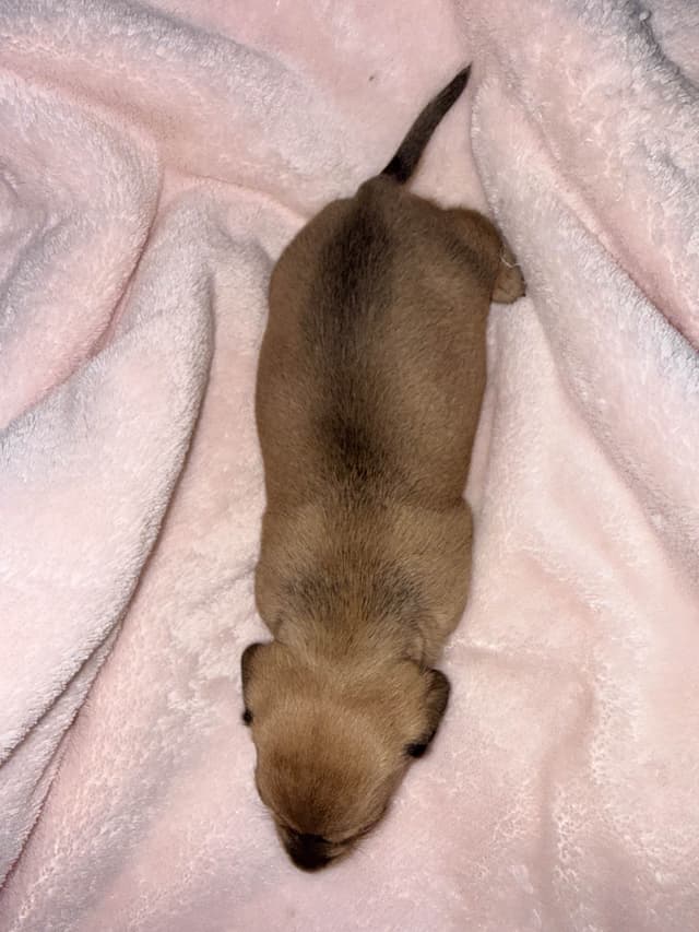 Dachshund Puppies media 10