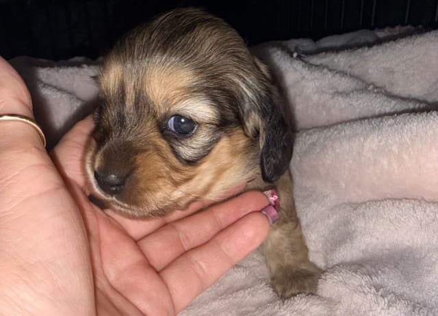 Dachshund Puppies media 11