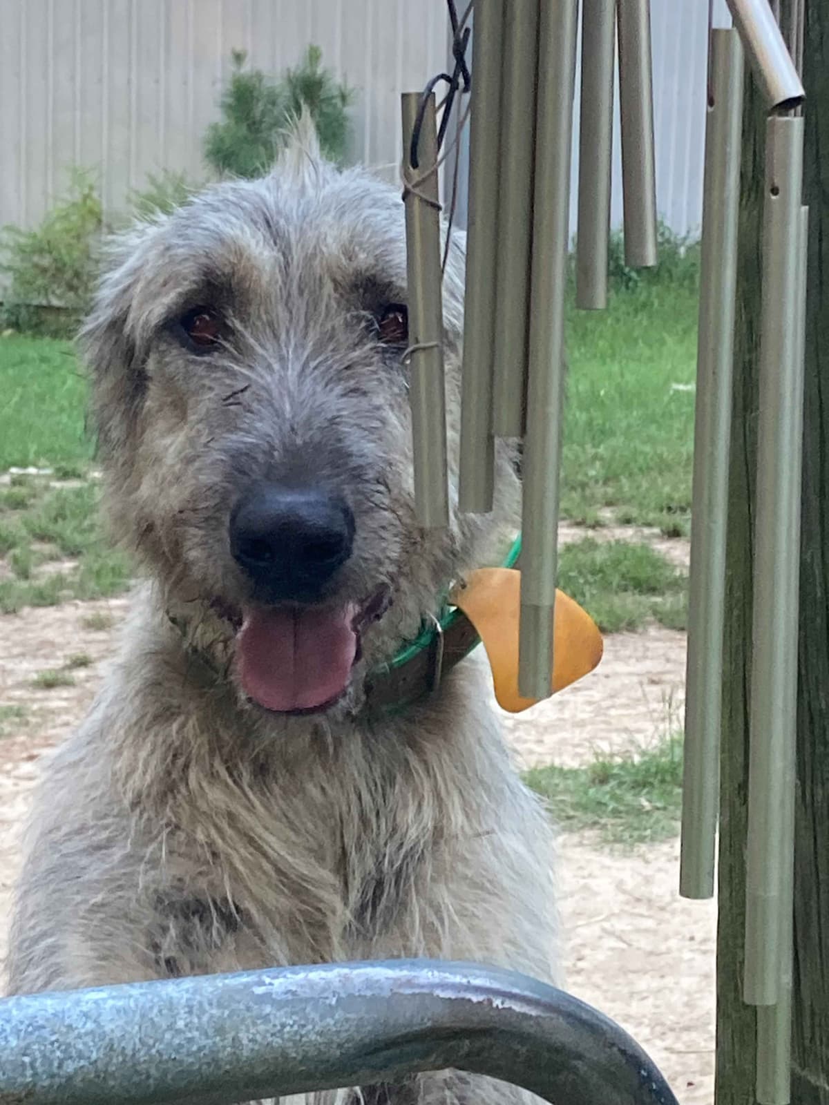 Irish Wolfhound Puppies breeder image 1