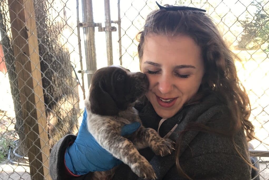 German Shorthaired Pointer Puppies breeder image 7
