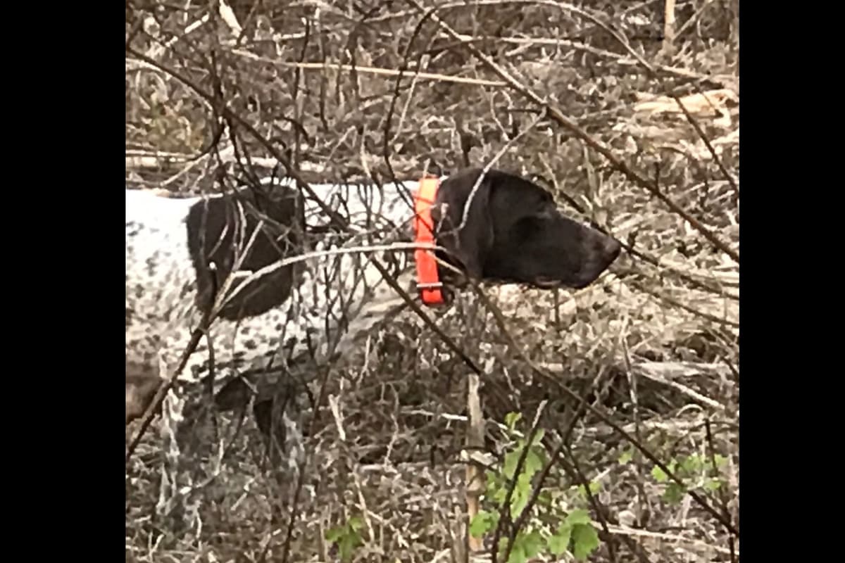 German Shorthaired Pointer Puppies breeder image 3