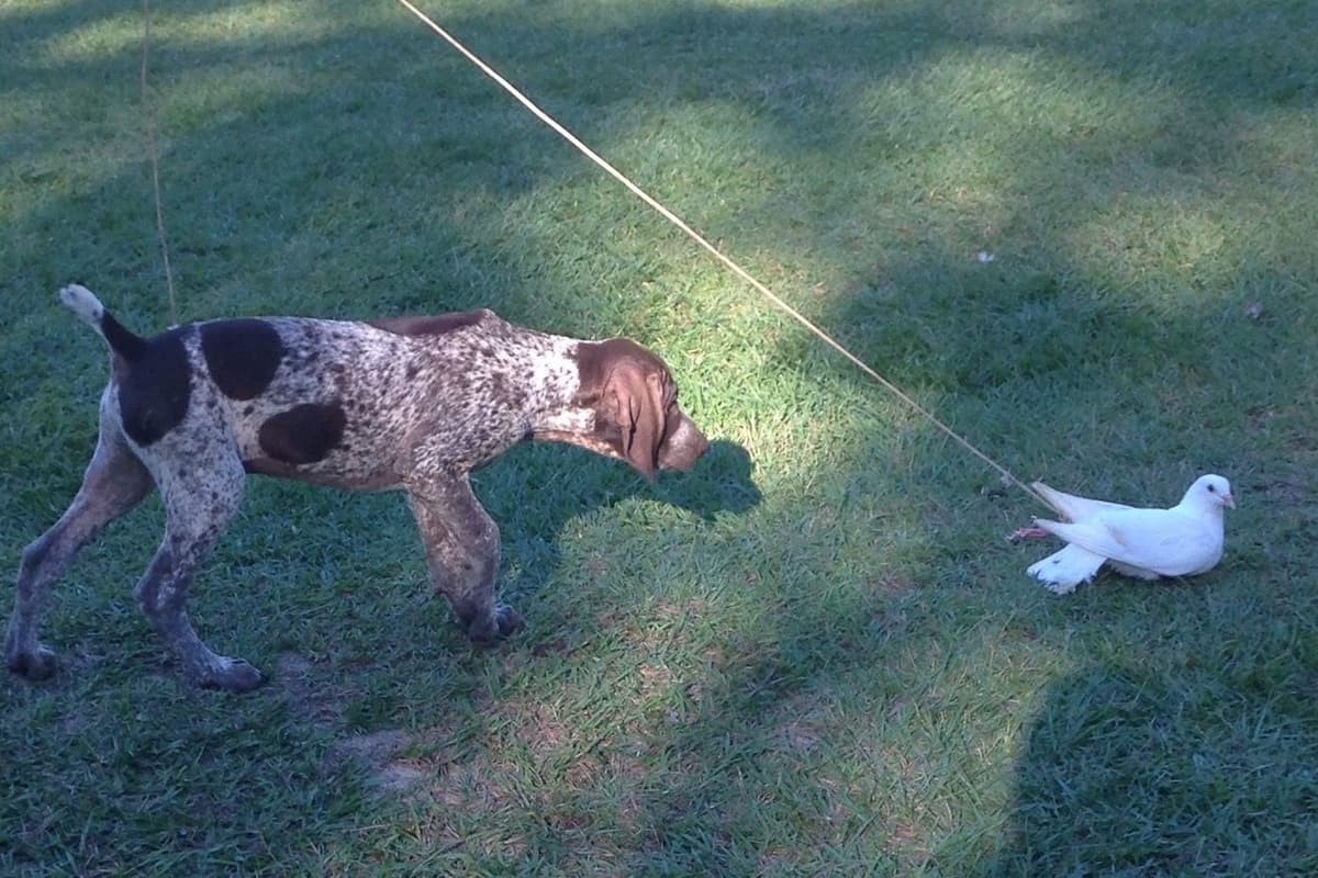 German Shorthaired Pointer Puppies breeder image 4