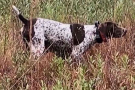 German Shorthaired Pointer Puppies breeder image 2