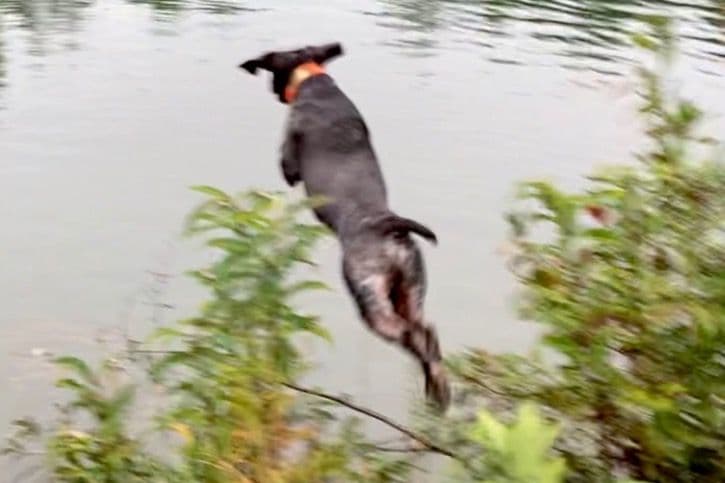 German Shorthaired Pointer Puppies breeder image 5