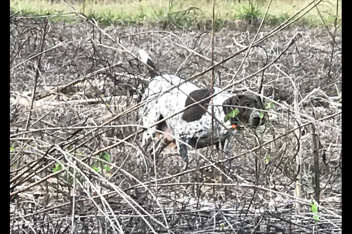 German Shorthaired Pointer Puppies breeder image 8