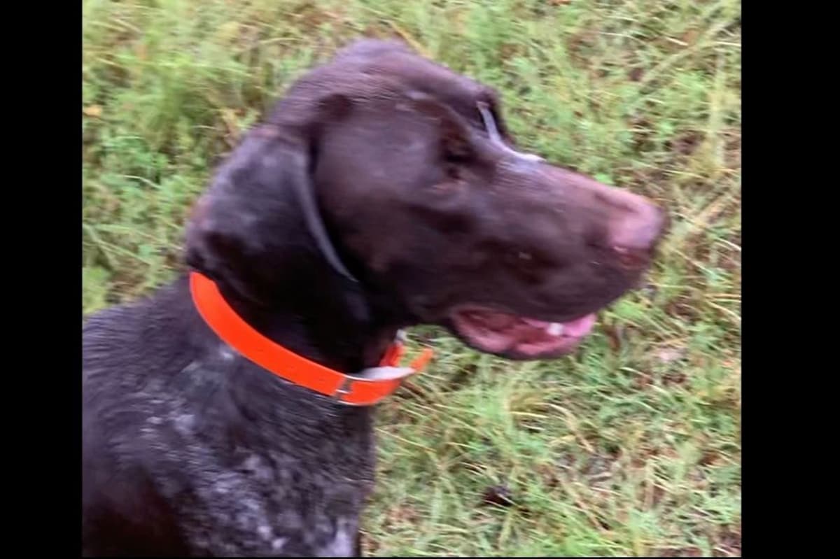 German Shorthaired Pointer Puppies breeder image 10