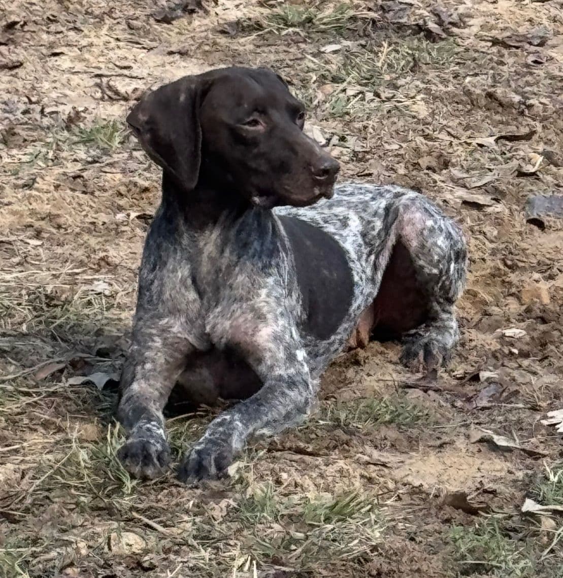 German Shorthaired Pointer Puppies breeder image 1