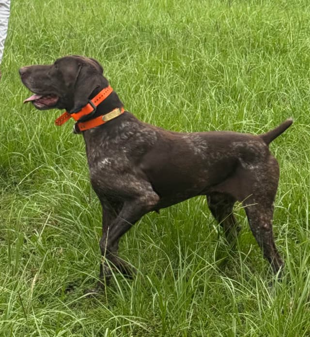 German Shorthaired Pointer Puppies media 3
