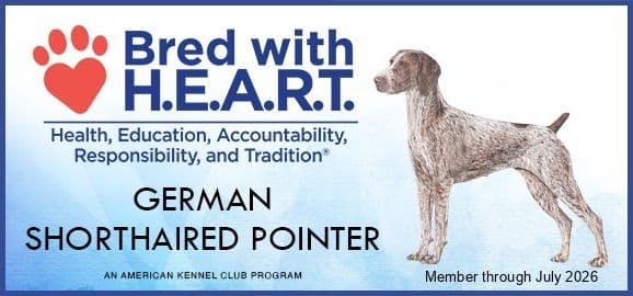 German Shorthaired Pointer Puppies media 8