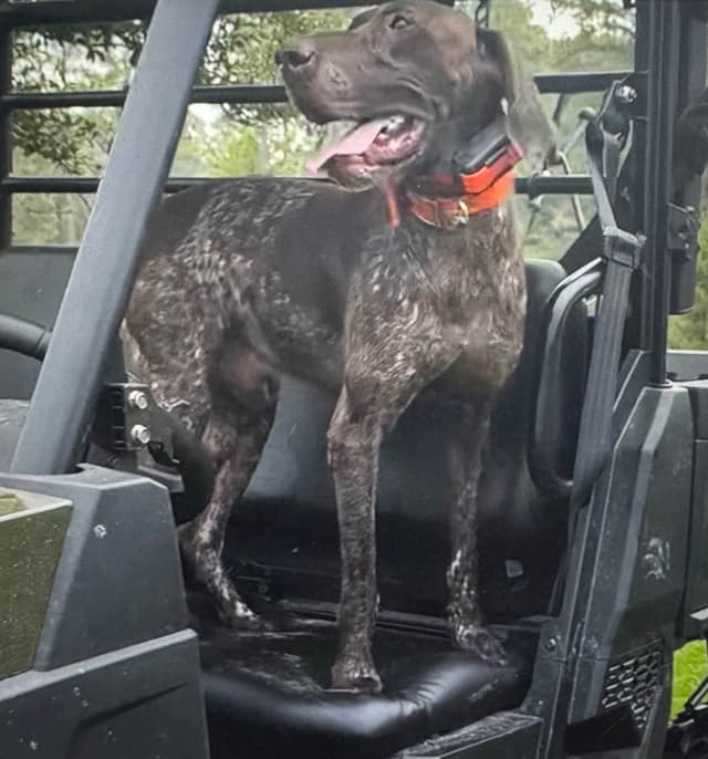 German Shorthaired Pointer Puppies media 5
