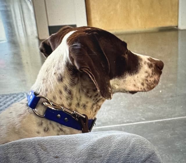 German Shorthaired Pointer Puppies media 2