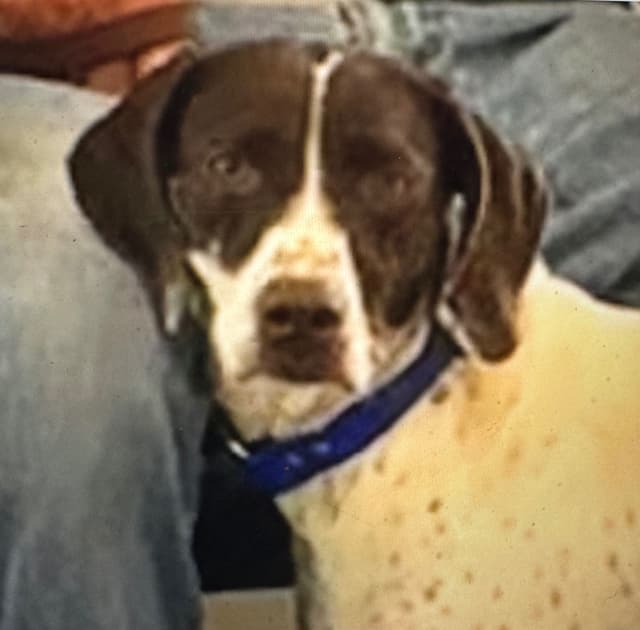 German Shorthaired Pointer Puppies media 4