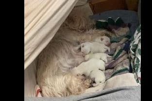 West Highland White Terrier Puppies breeder image 1