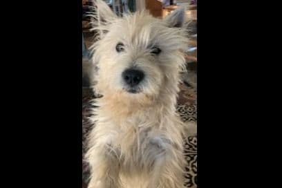 West Highland White Terrier Puppies breeder image 2